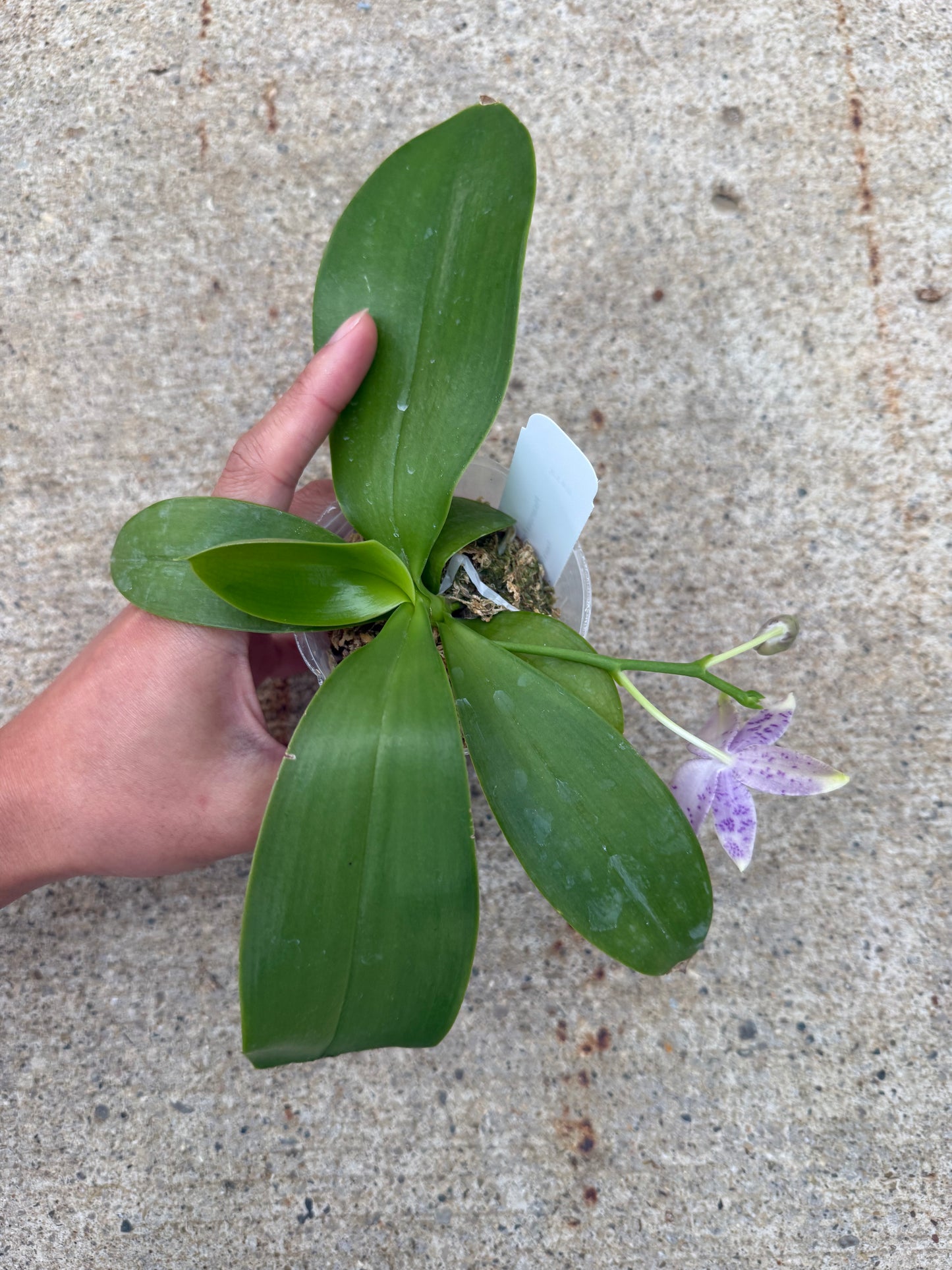Phalaenopsis (Freya’s Blueberry Jam x Freya’s Deep Blue)