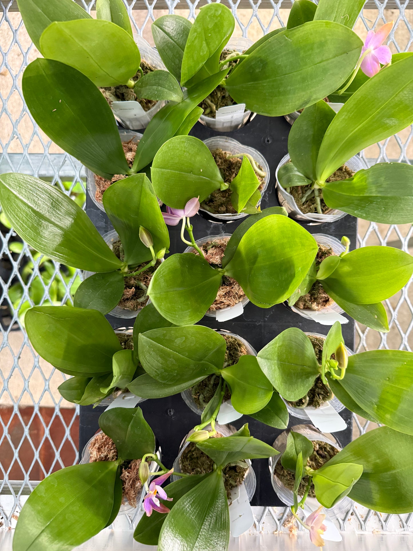 Phalaenopsis BKH 1965 ''Purple Neon''