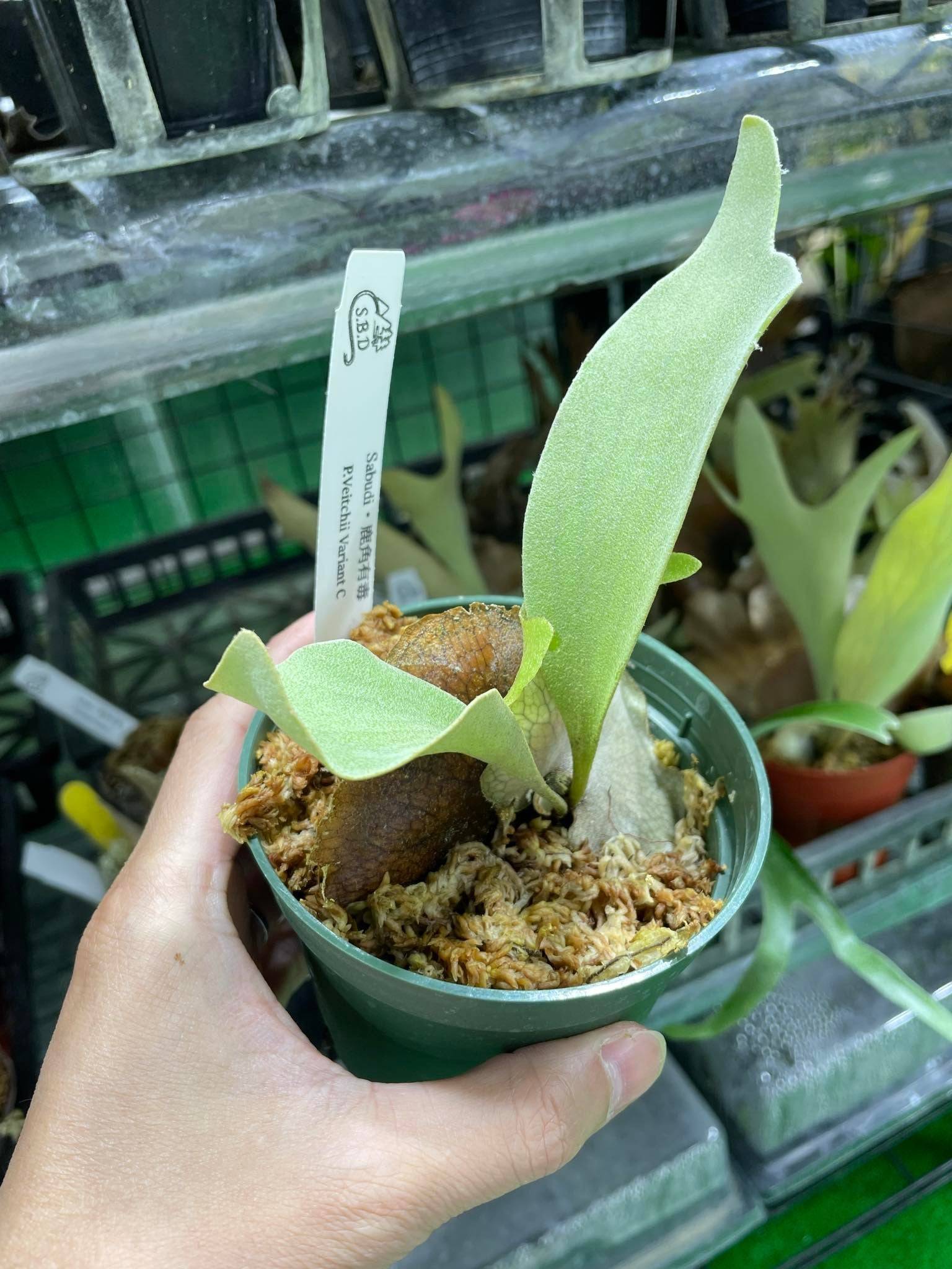 Platycerium Veitchii Plant - Rare and Collectible | Medium