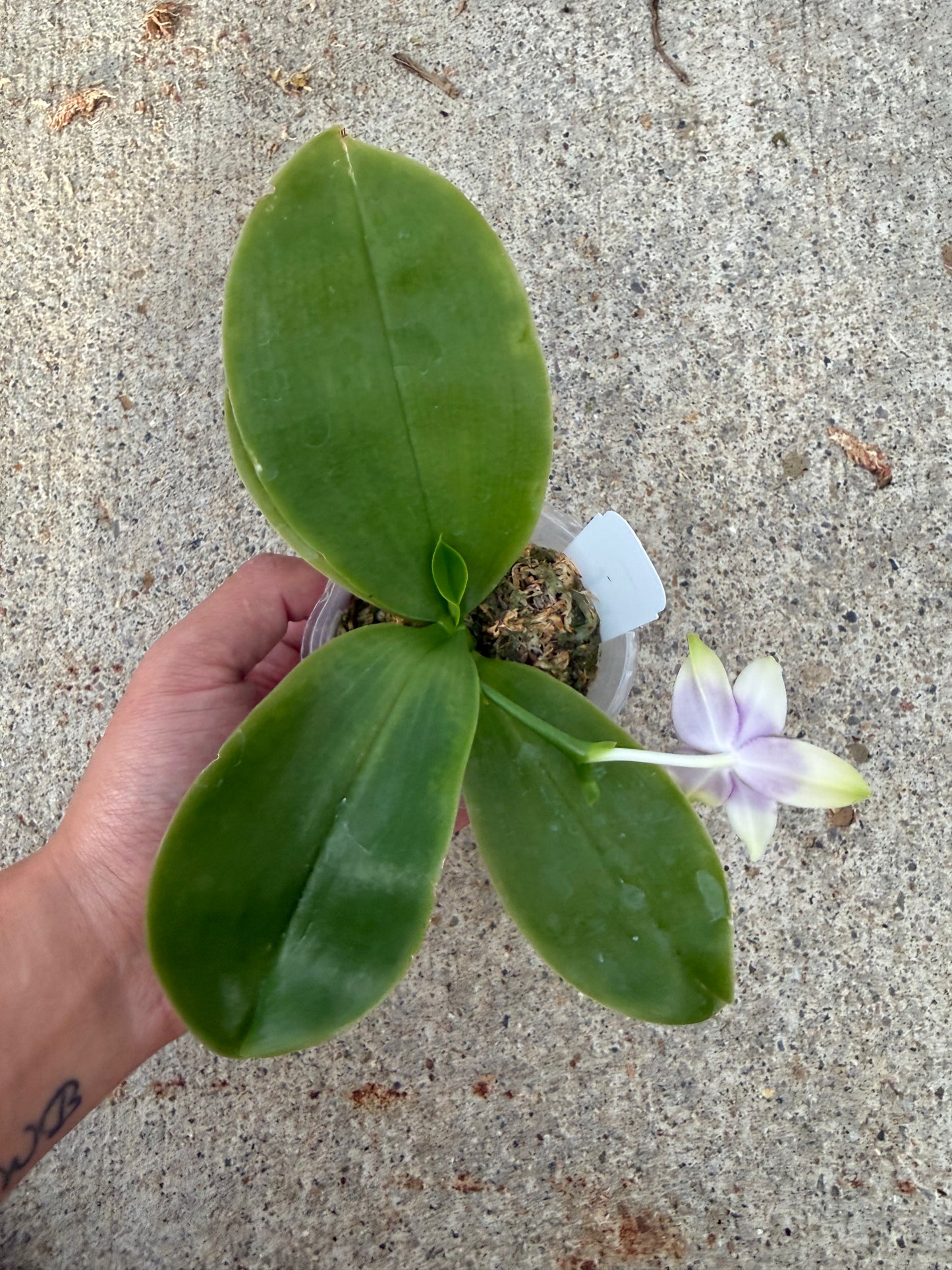 Phalaenopsis (Freya’s Blueberry Jam x Lioulin Blue Parrot)