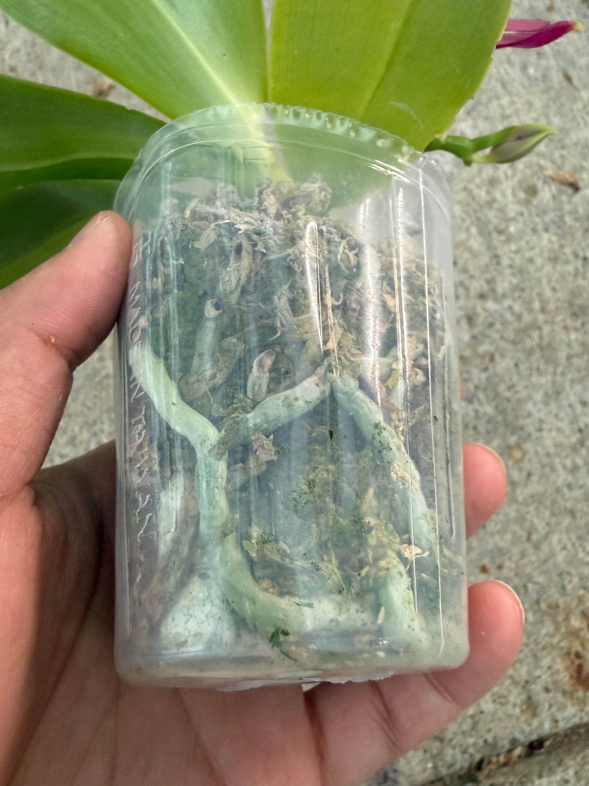 HCorchids