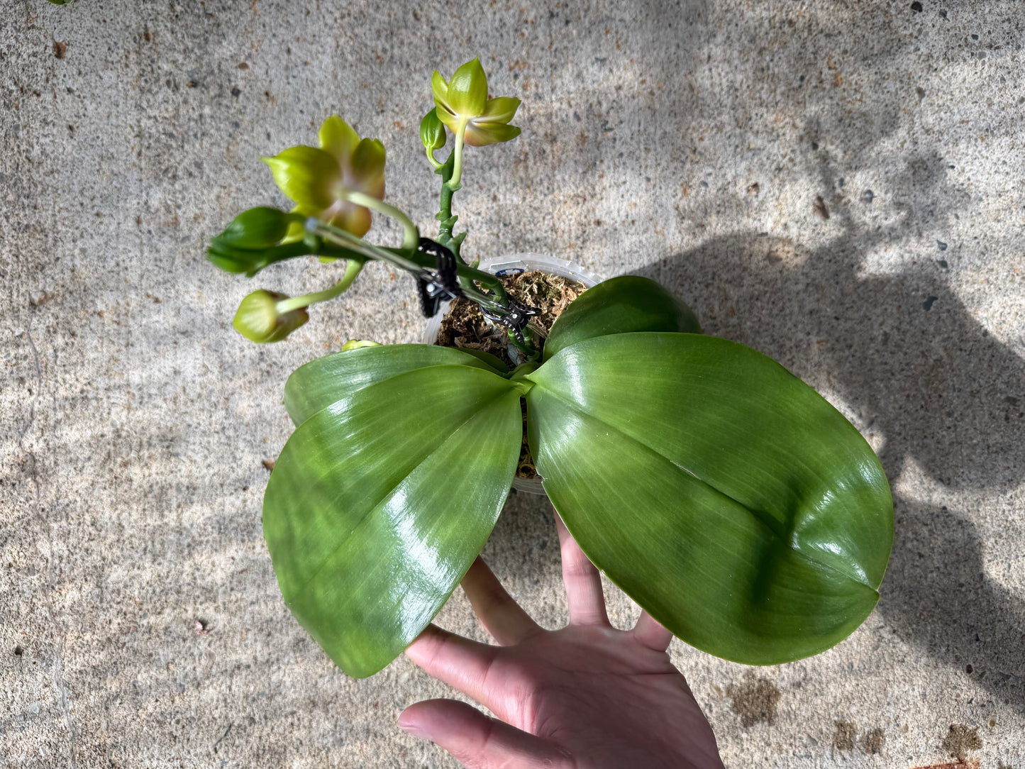 Phalaenopsis BT Royal Park