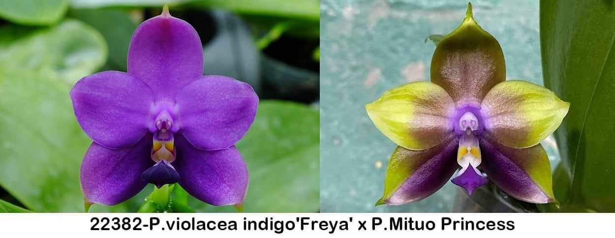 P. violacea indigo 'Freya' x P. Mituo Princess