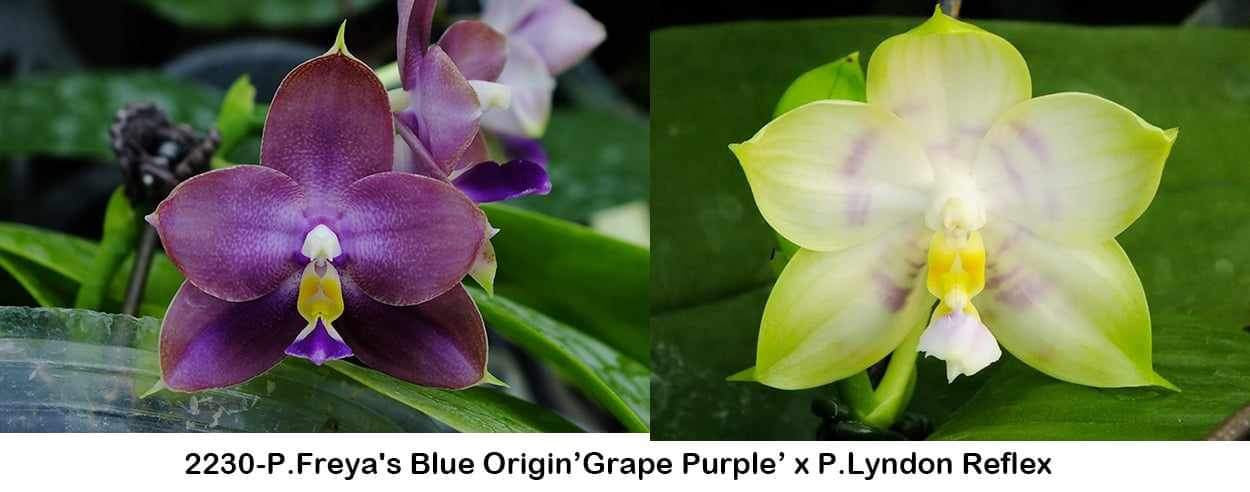 P. Freya's Blue Origin 'Grape Purple' x P. Lyndon Reflex