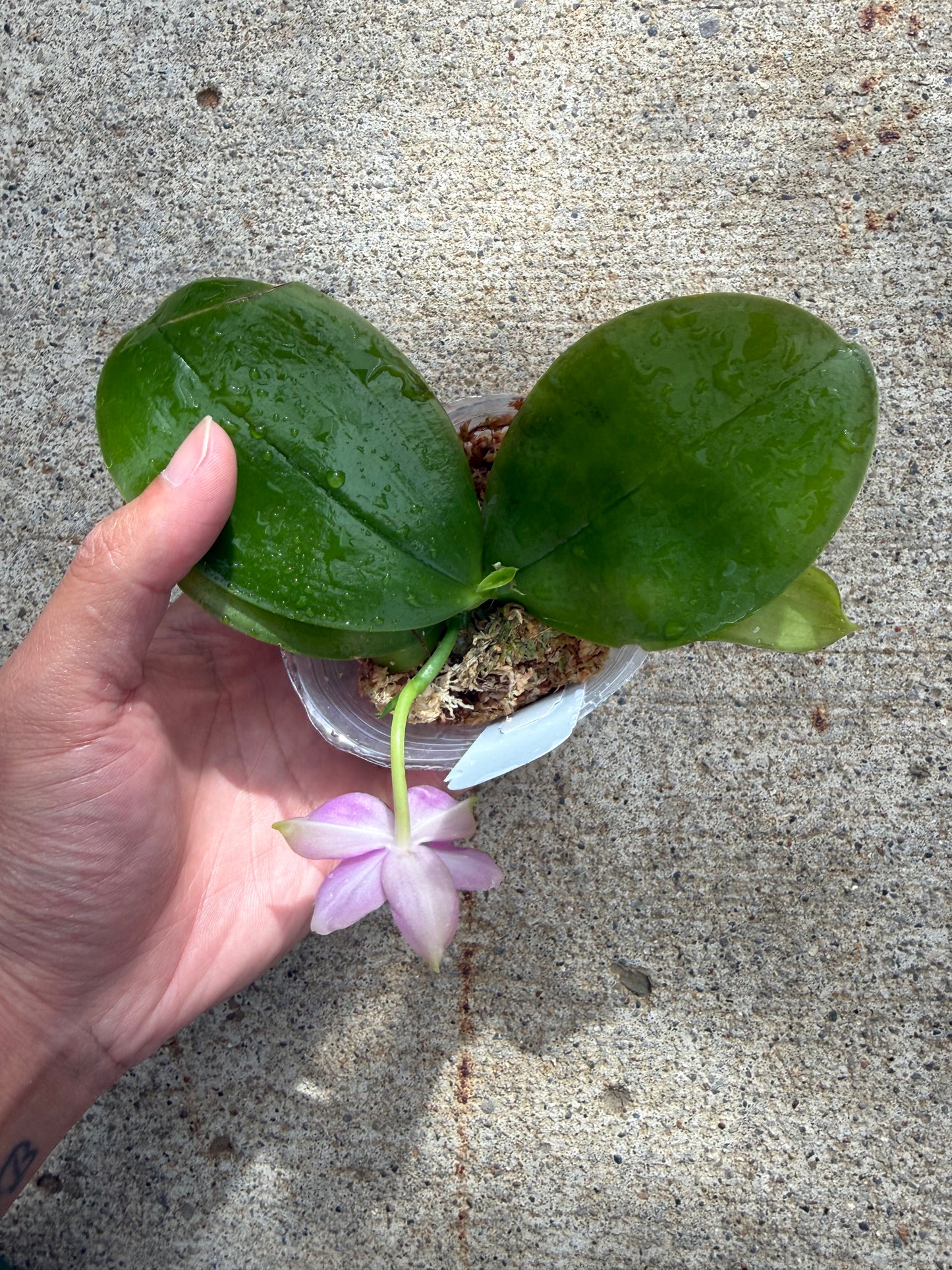 Phalaenopsis BKH 2477