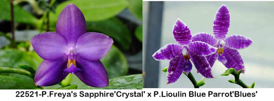 P. Freya's Sapphire'Crystal' x P. Lioulin Blue Parrot'Blue'