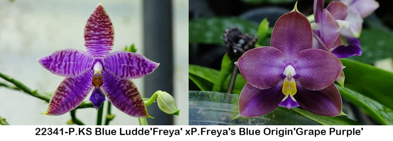 P. KS Blue Ludde 'Freya' x P. Freya's Blue Origin 'Grape Purple'