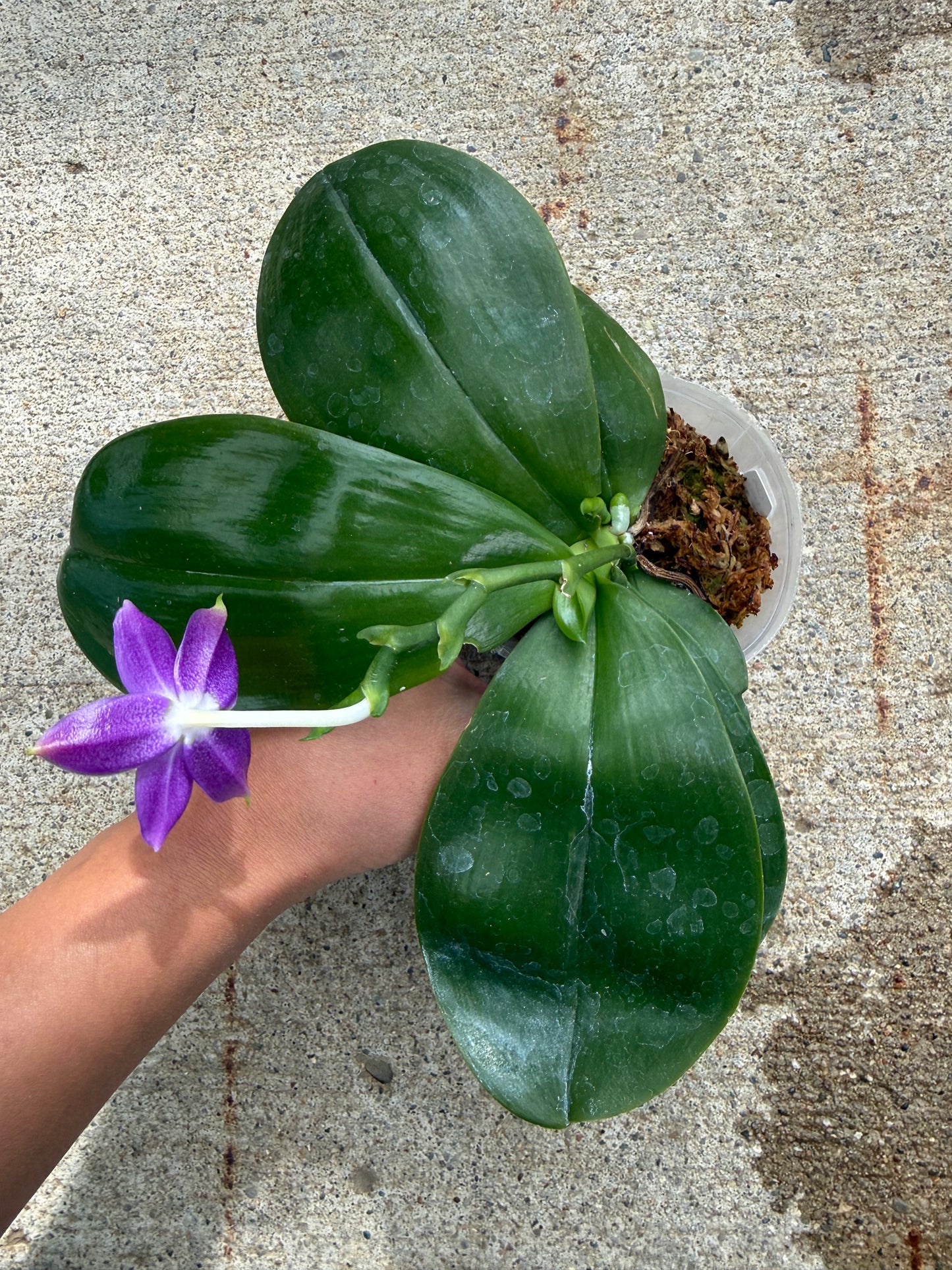 Phalaenopsis MS Elfy Jenn