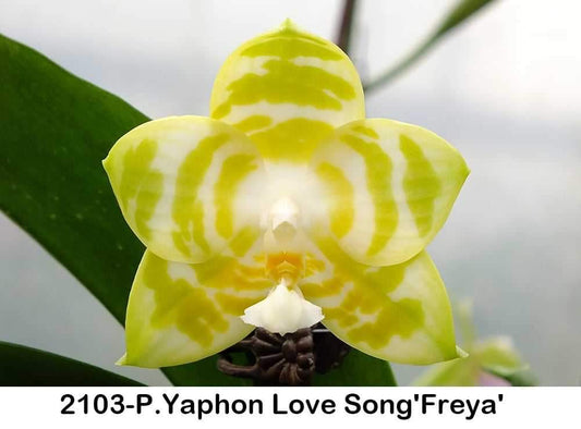 P. Yaphon Love Song 'Freya'