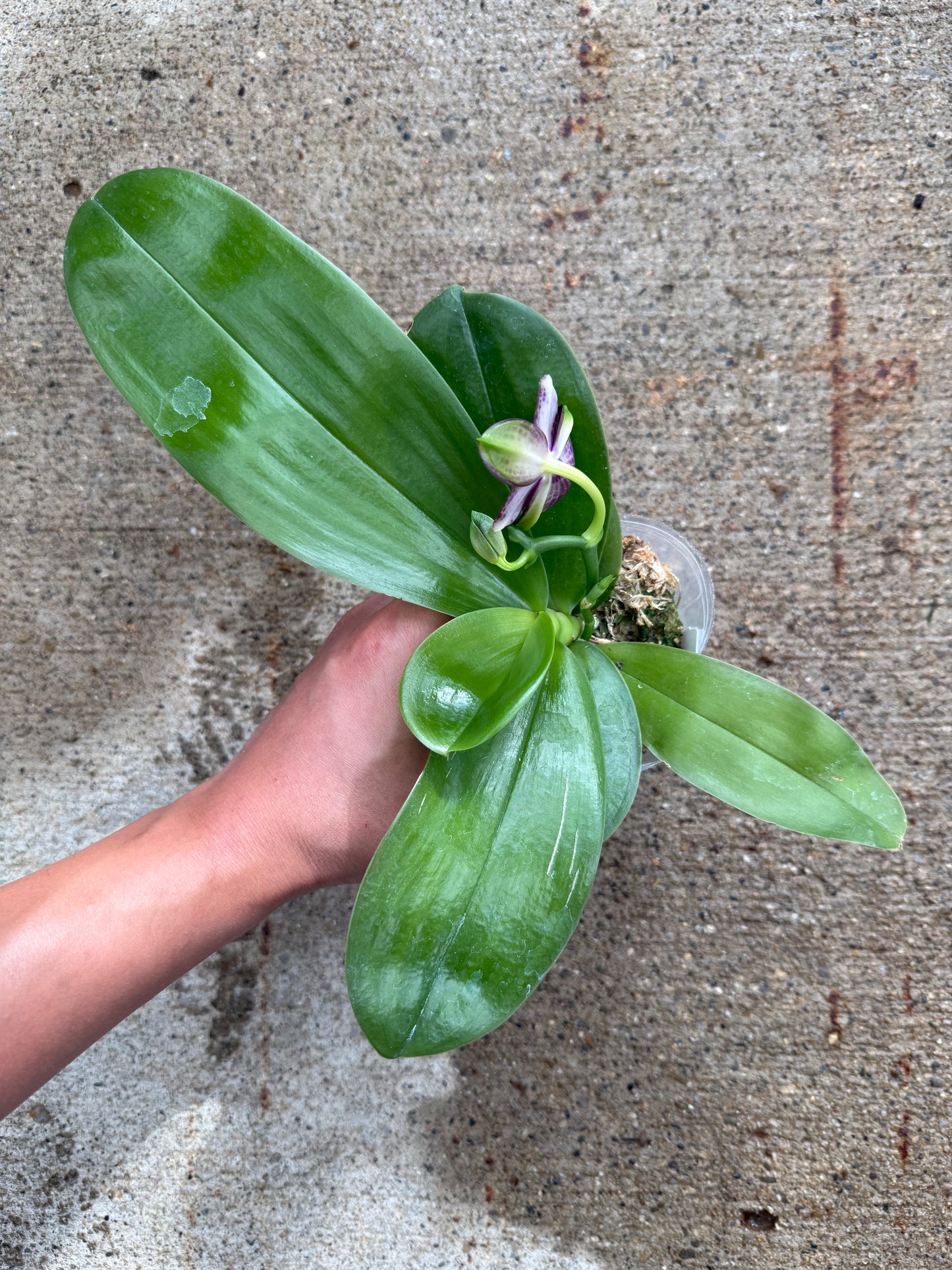 Phalaenopsis MS Starry Princess