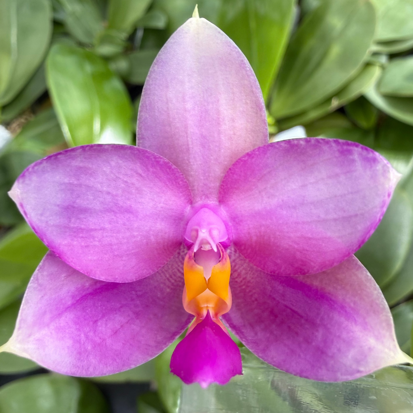 Phalaenopsis BKH 2320A