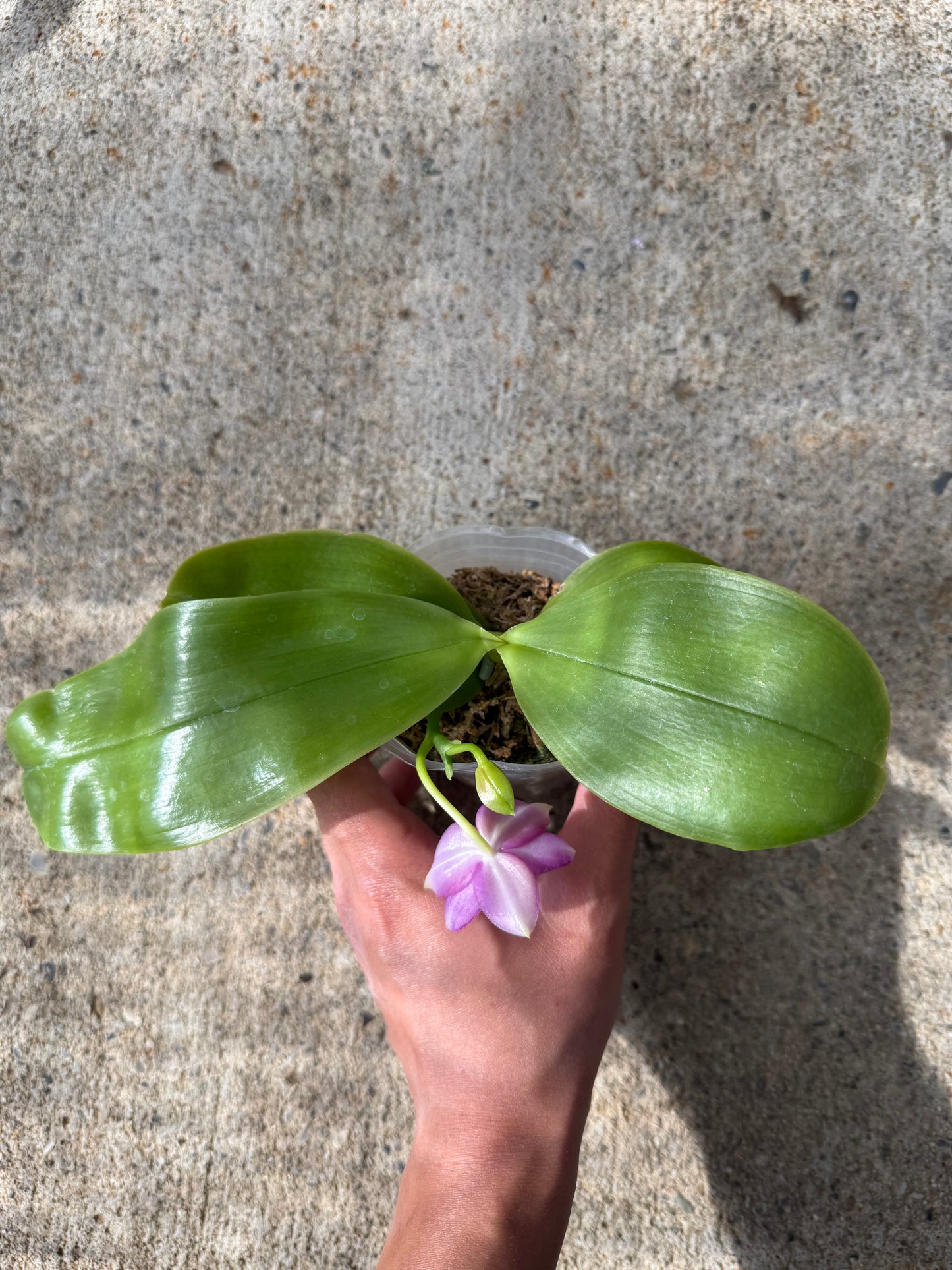 Phalaenopsis BKH 2320A