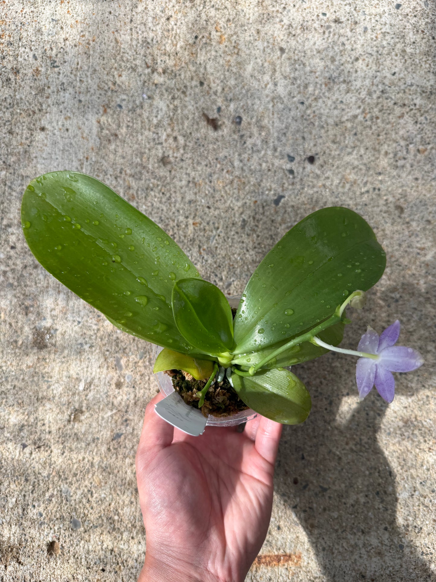 Phalaenopsis (Freya’s Blueberry Jam x Freya’s Deep Blue)
