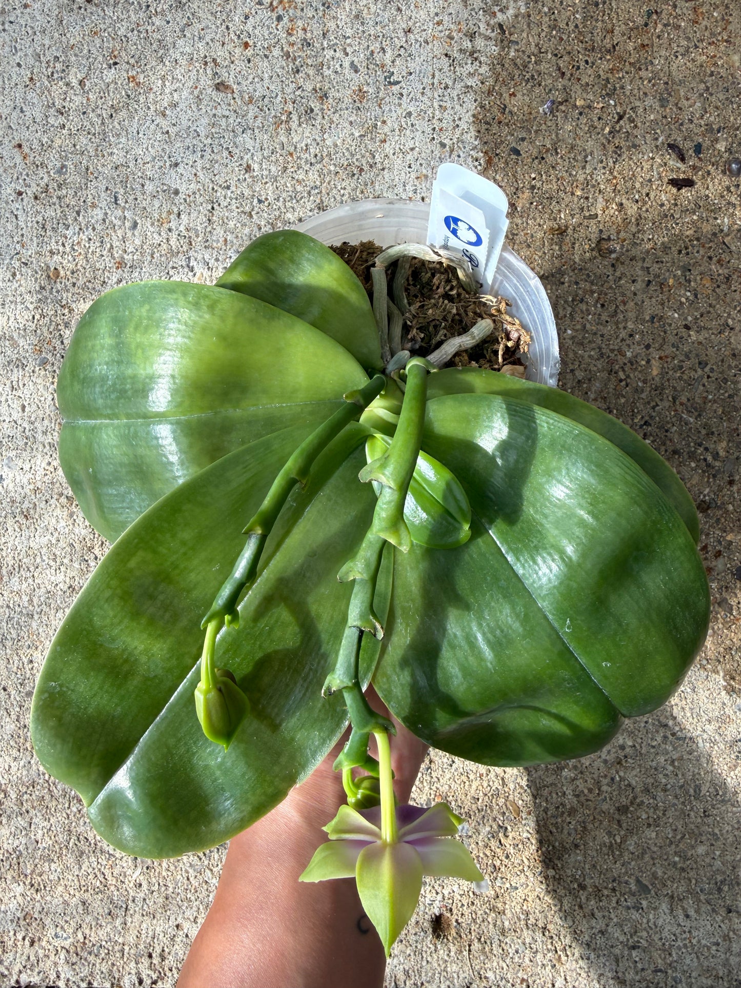 Phalaenopsis bellina coerulea Select