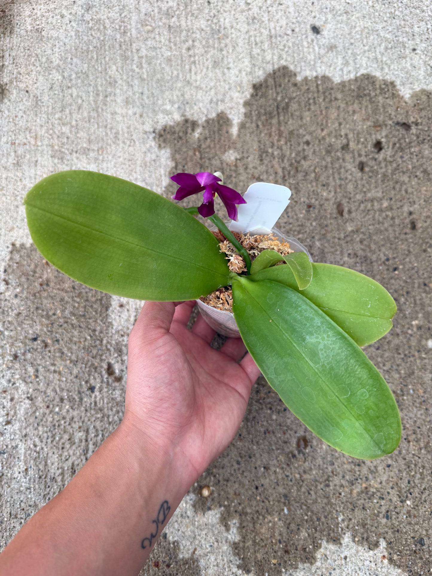 Phalaenopsis BKH 2351A