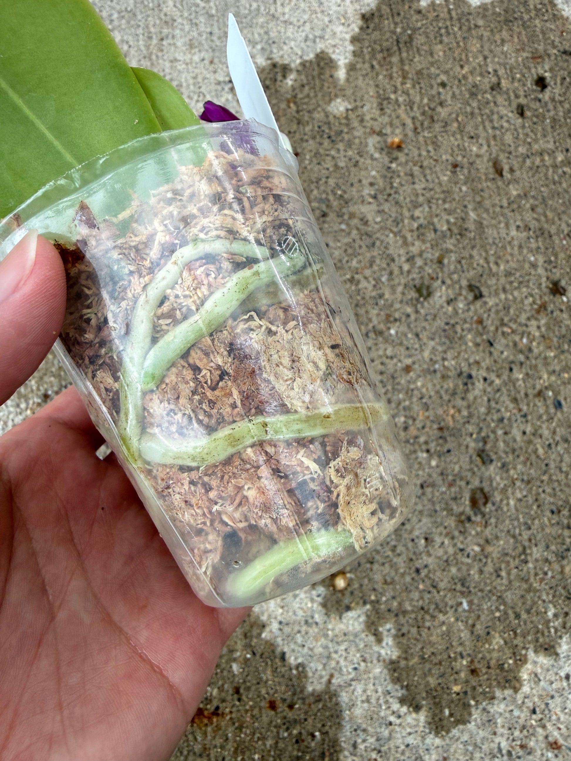 HCorchids