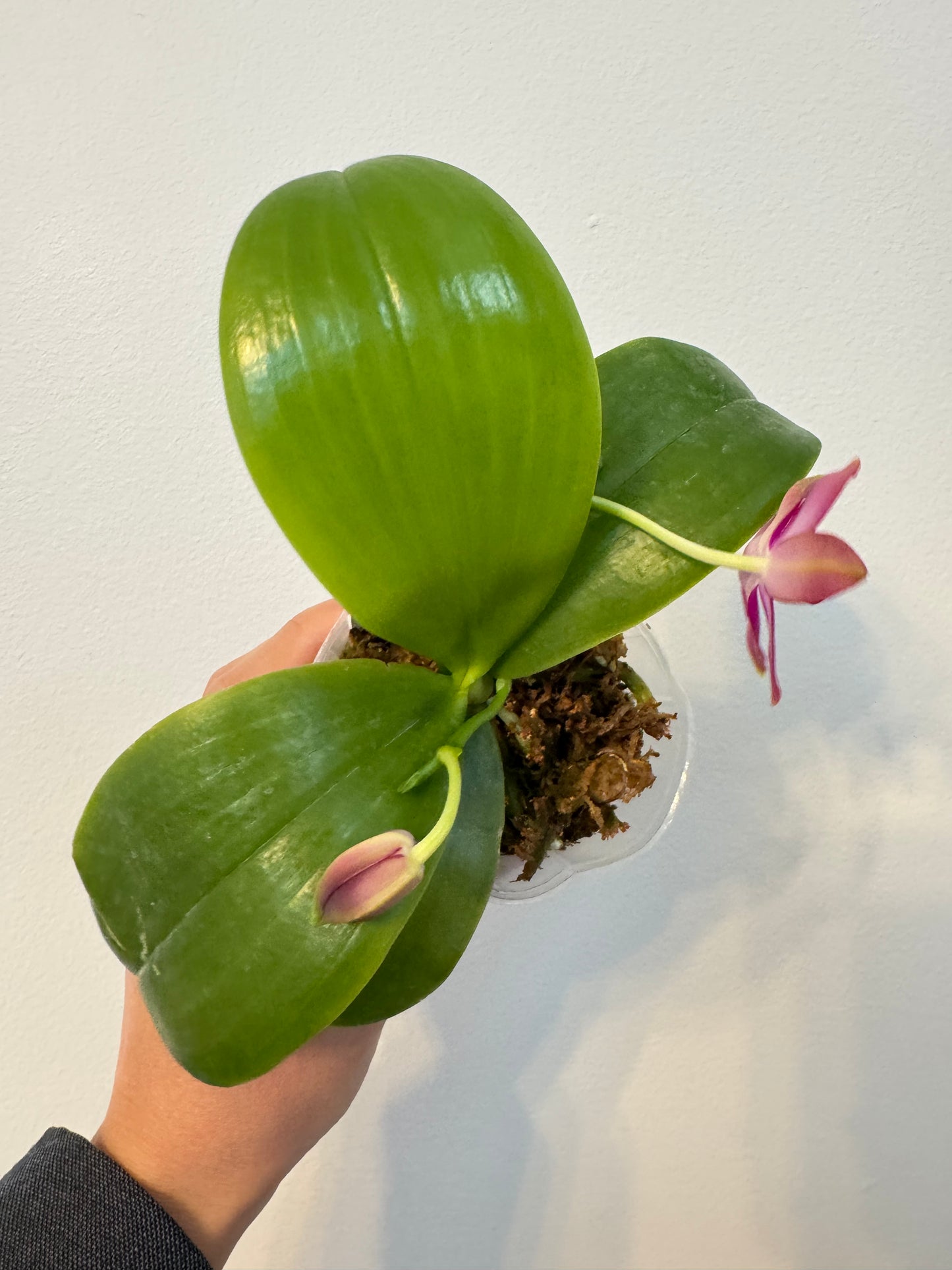 Phal. Mituo Reflex Dragon x Phal. Mainshow Blue Tint