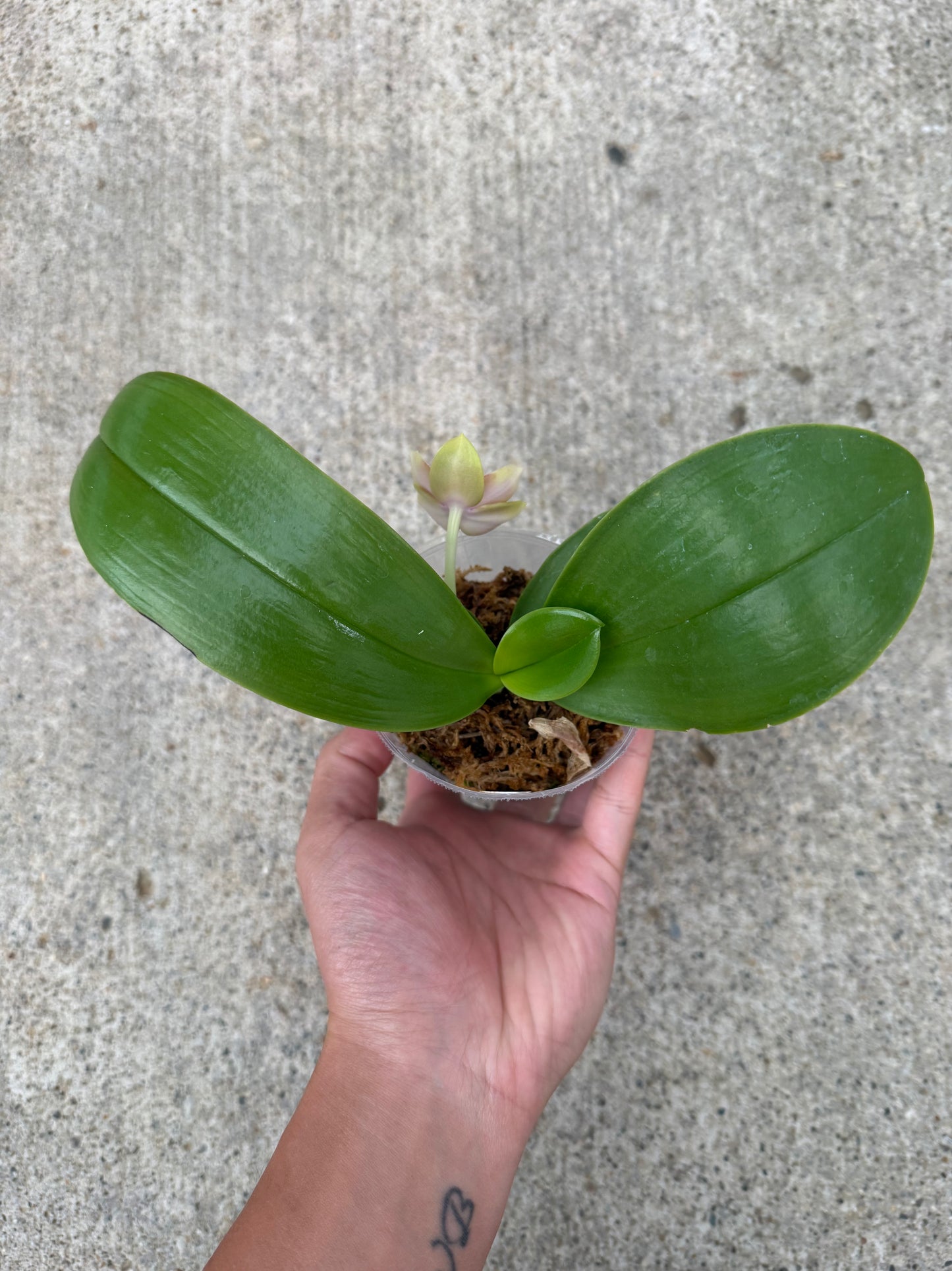 Phalaenopsis (MS Blue Jewel x Mainshow Mermaid)