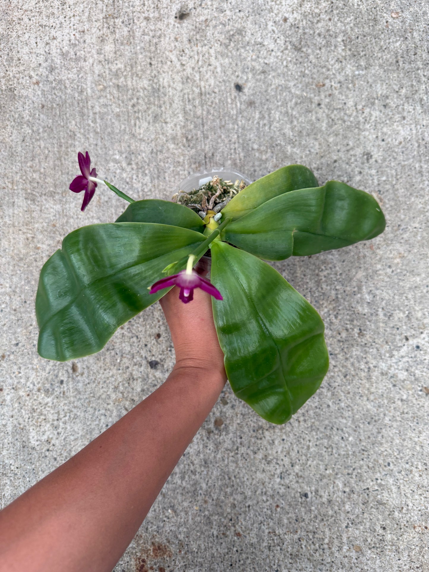 Phalaenopsis Freya’s Blue Jennies