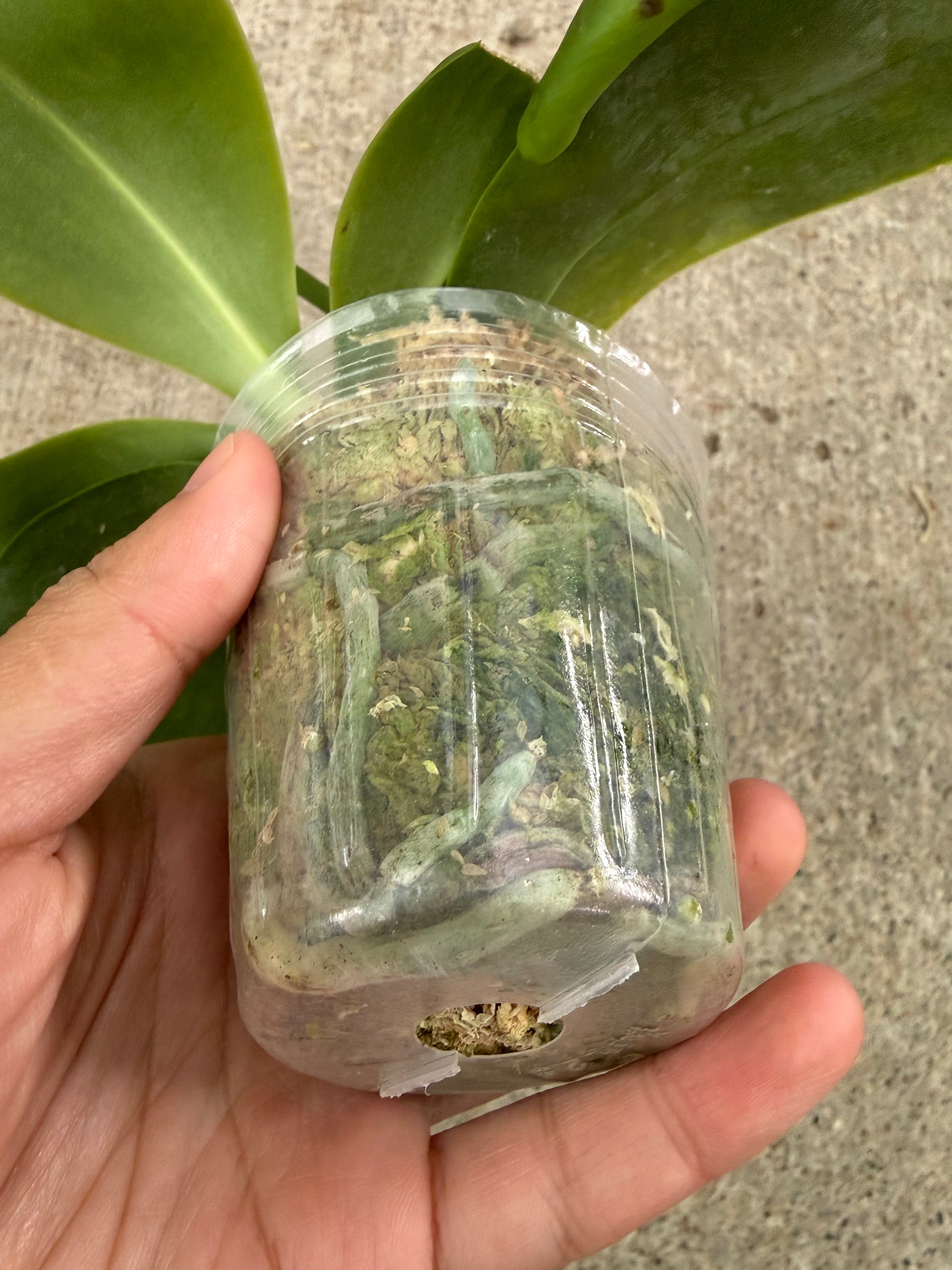 HCorchids