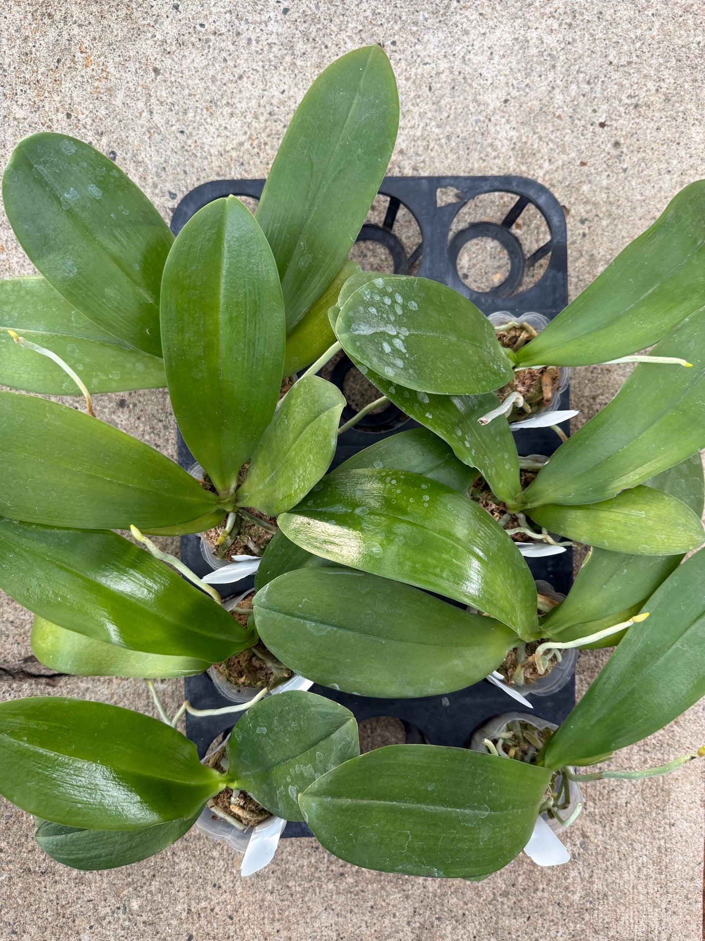 Phalaenopsis Prince Pumpkin