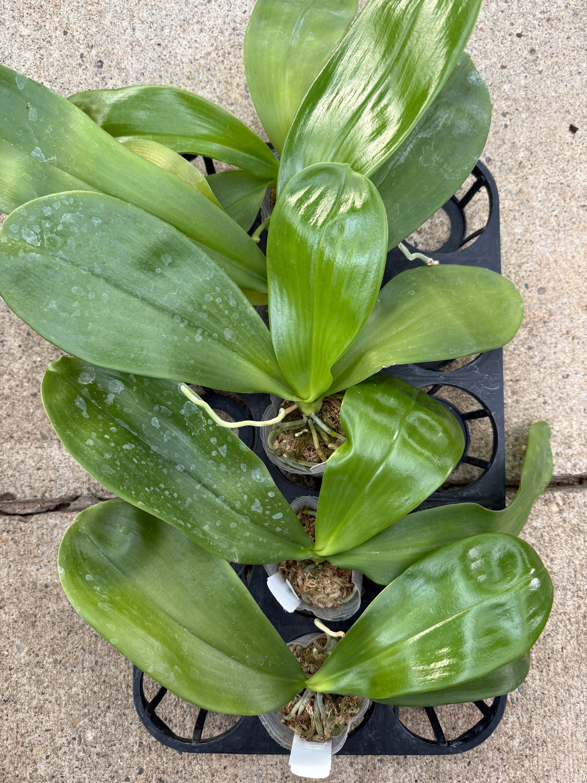 HCorchids
