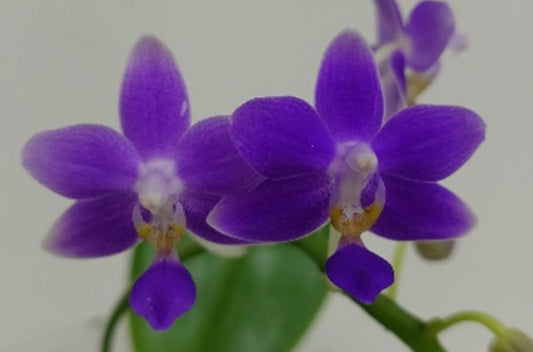 YL04 - Phal. Jiaho BlueBerry ‘Dark Blue’