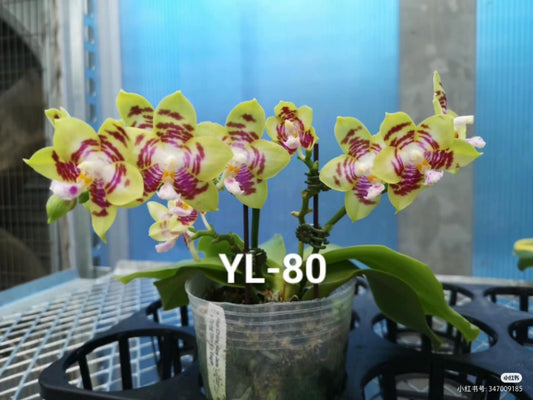 YL80 - Phal. YL Coralful “Starry Sky” BM/WOC23