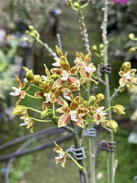 Phal. viridis