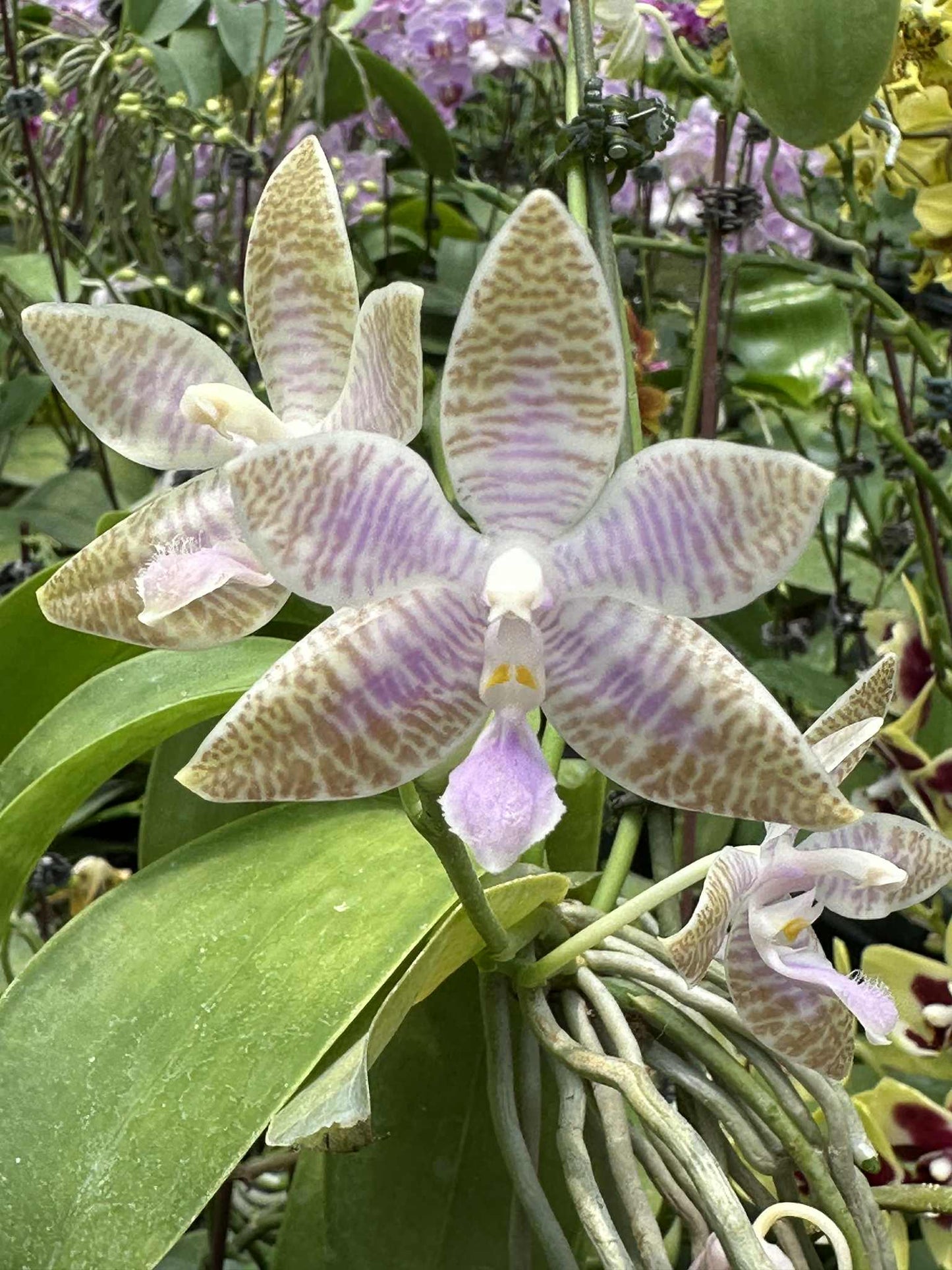 Phal. lueddemanniana coerulea x sib