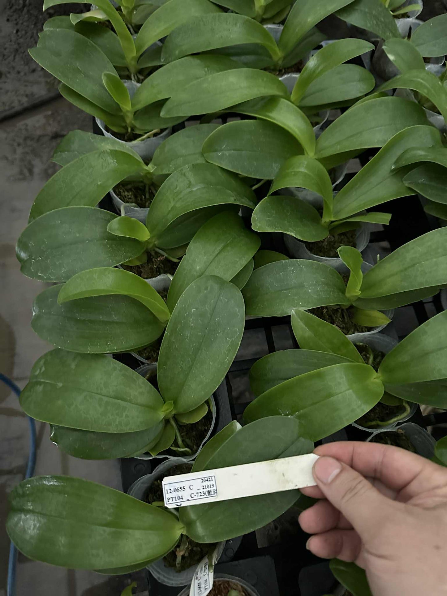 Phal. lueddemanniana coerulea x sib