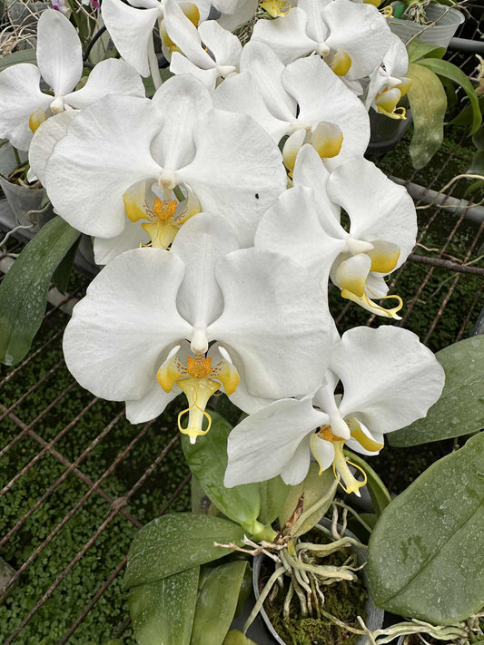 Phal. amabilis sabah