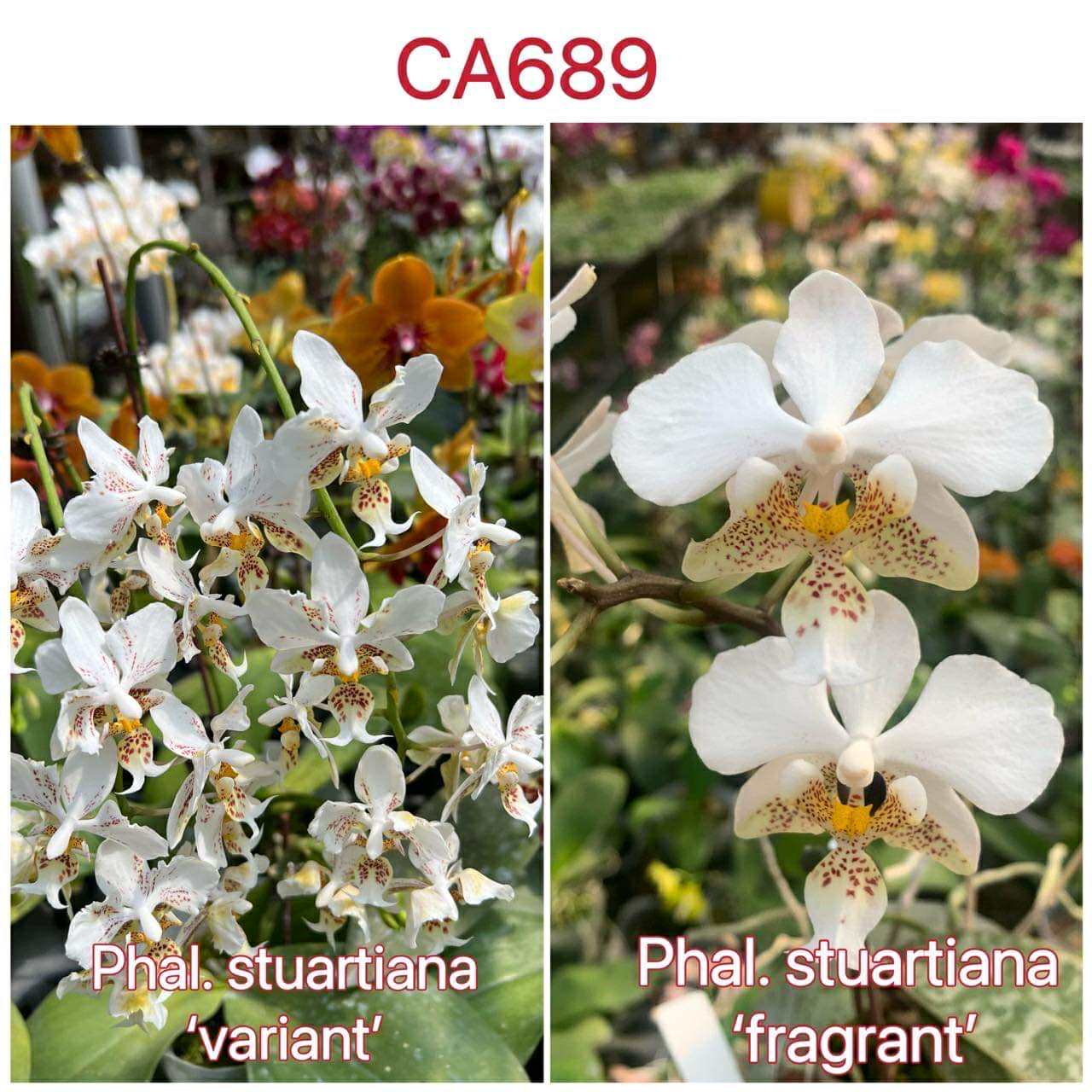 CA689 Phal. Stuartiana Orchid - Bloom Size | Rare Find showing 'variant' with clusters of white flowers and speckled lips in a greenhouse setting.
