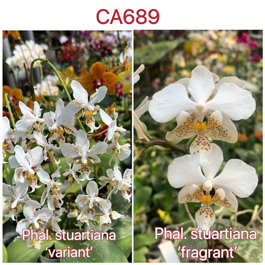 CA689 Phal. Stuartiana Orchid - Bloom Size | Rare Find showing 'variant' with clusters of white flowers and speckled lips in a greenhouse setting.