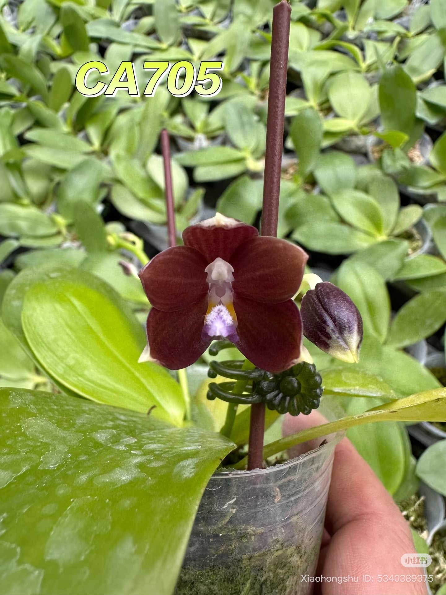CA705-Phal. Lucien Mugato x Phal. tetraspis