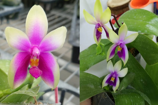 Phal. bellina ‘Fire Type’ x sib