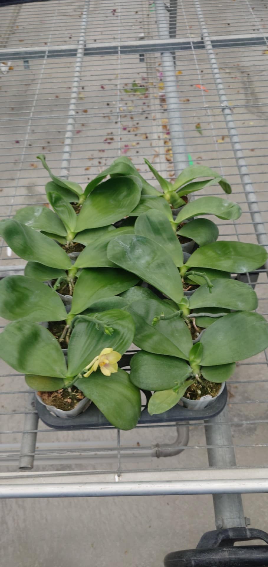 YL79 - Phal. Patti Lee SM/WOC2021
