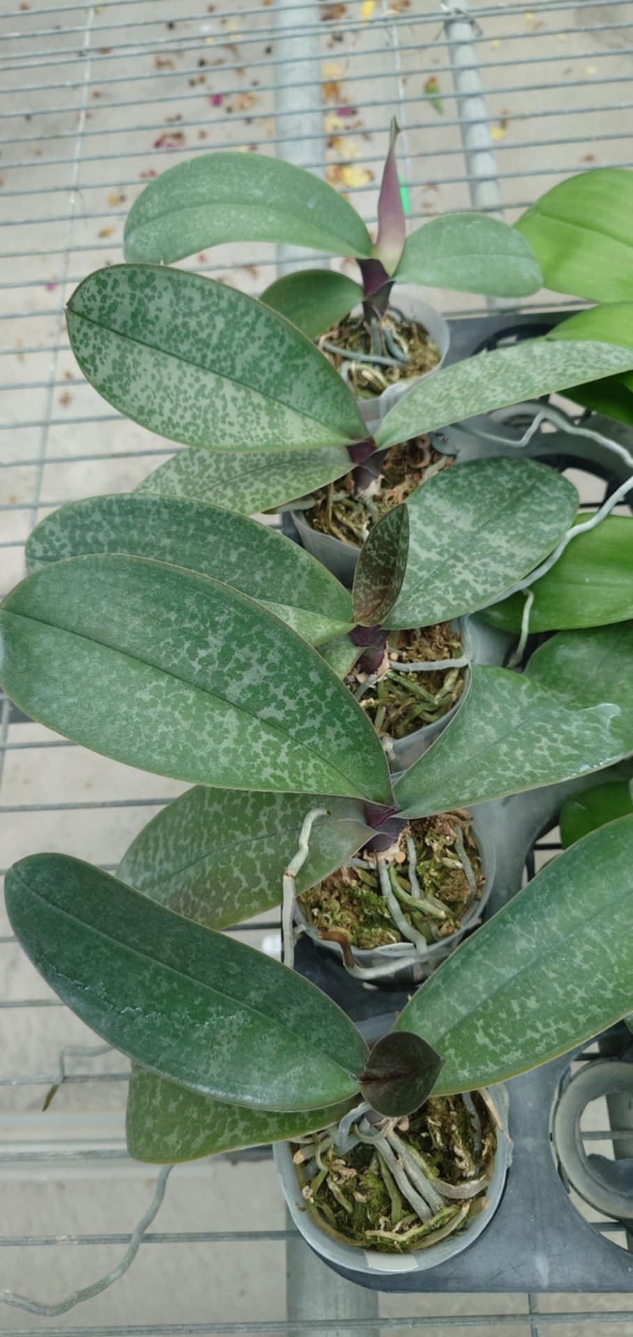 Phal. schilleriana “M405” X Phal. schilleriana purpurea