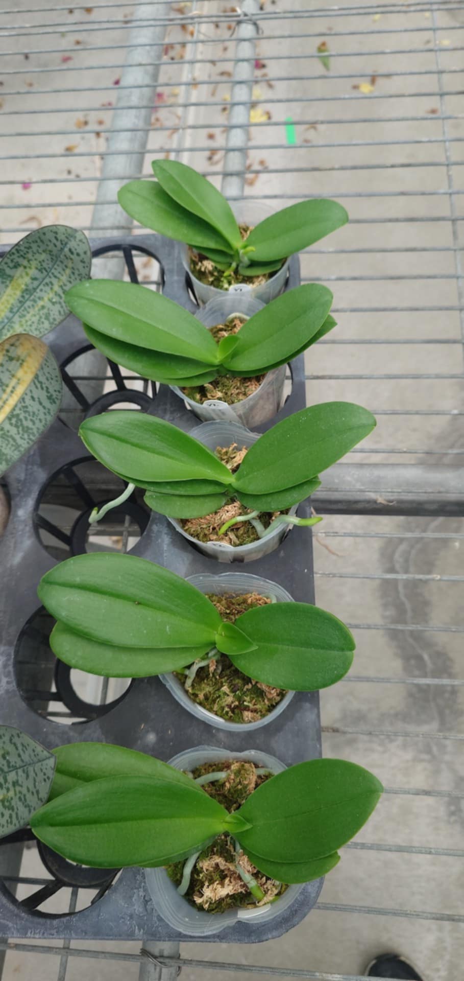 Phalaenopsis Lioulin Blue Grape