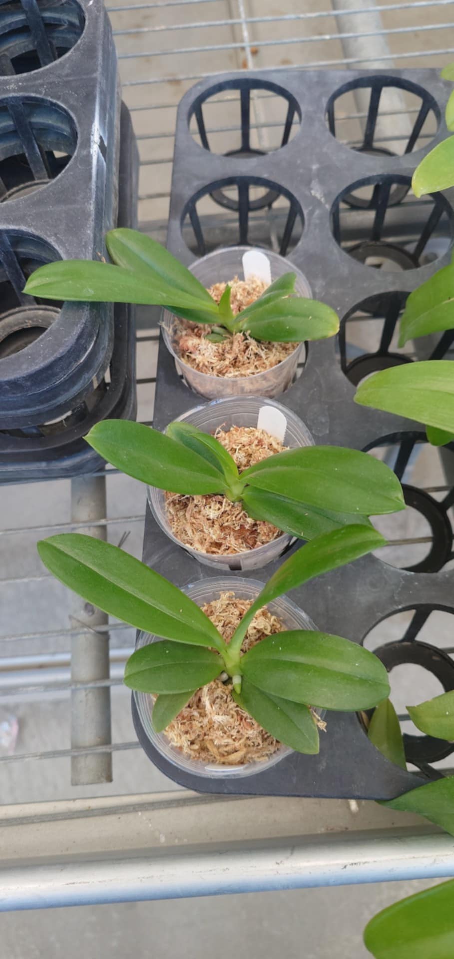 Phal. pantherina alba "YL"