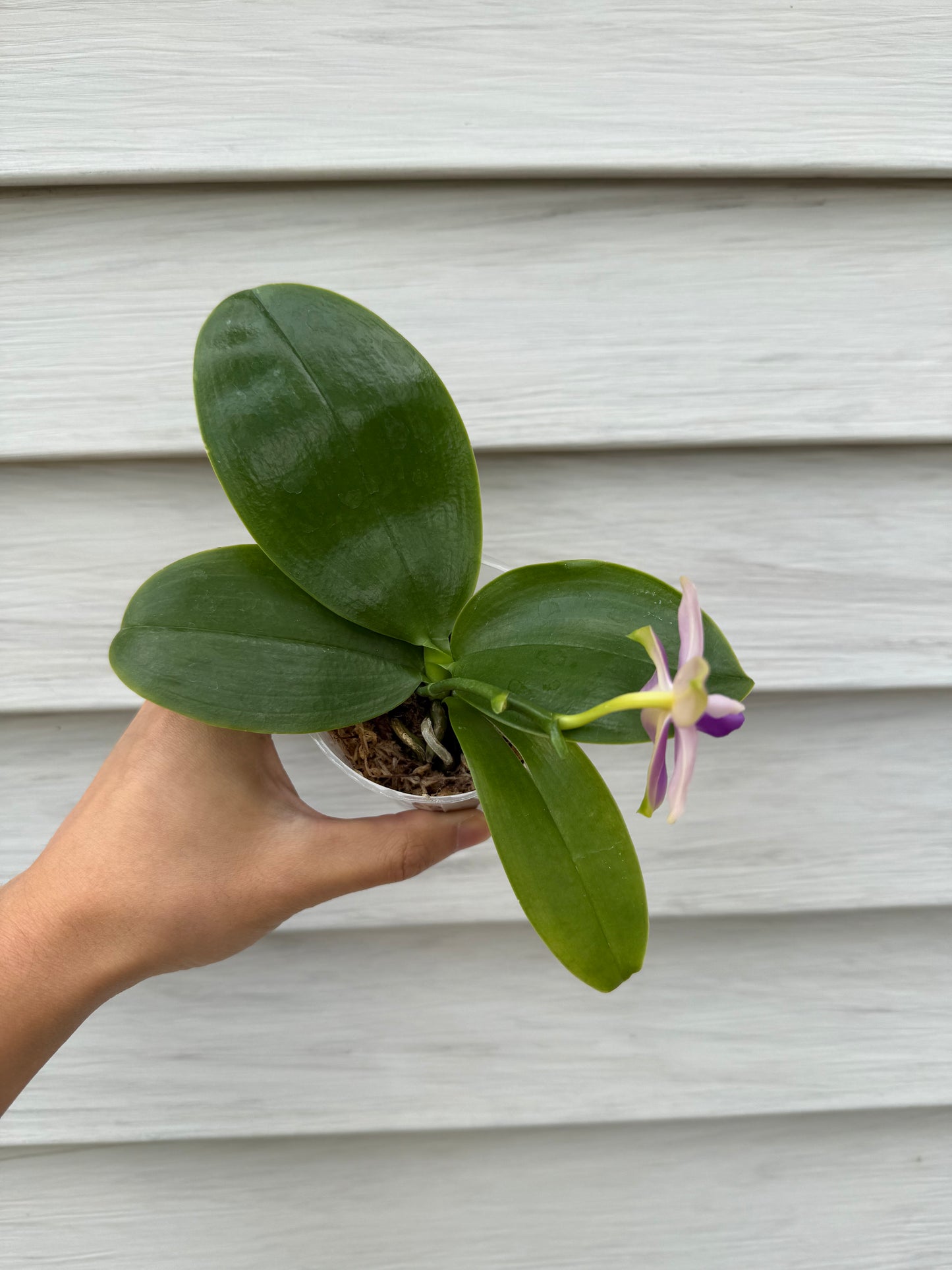 CA750 - Phal. Lucien Purple Lover x Phal. Yang Yang Blue Bellina