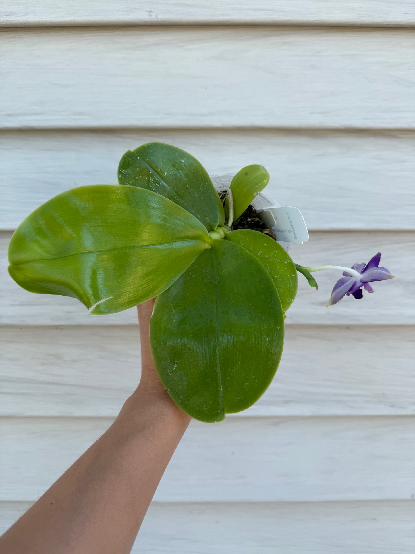 Mature BKH2250 novelty Phalaenopsis orchid with broad green leaves and visible bloom, ideal for home and garden plant collections.