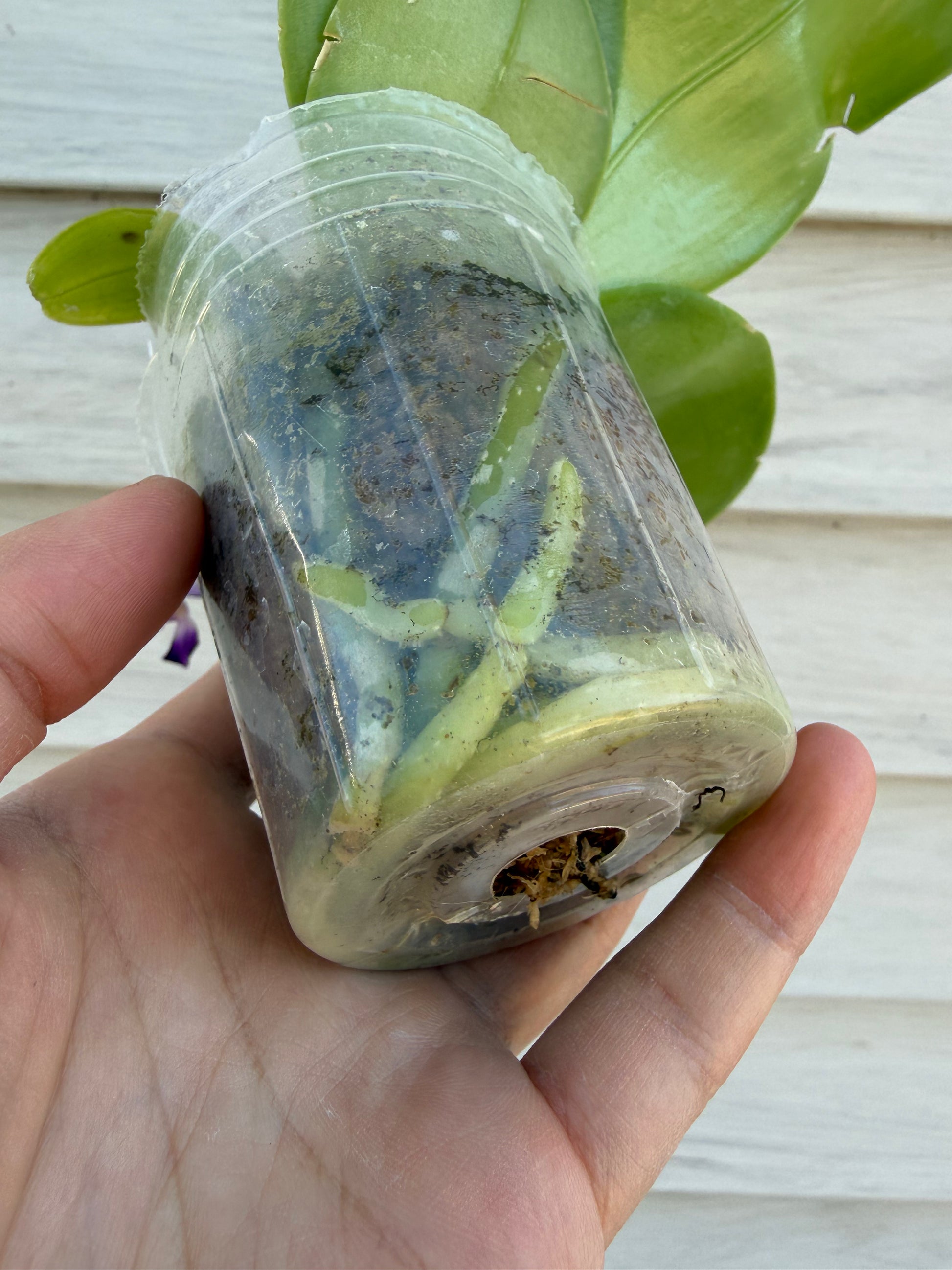 Close-up of BKH2250 orchid roots in a clear plastic pot, showing healthy root system for this unique Bangkok seedling bloom.