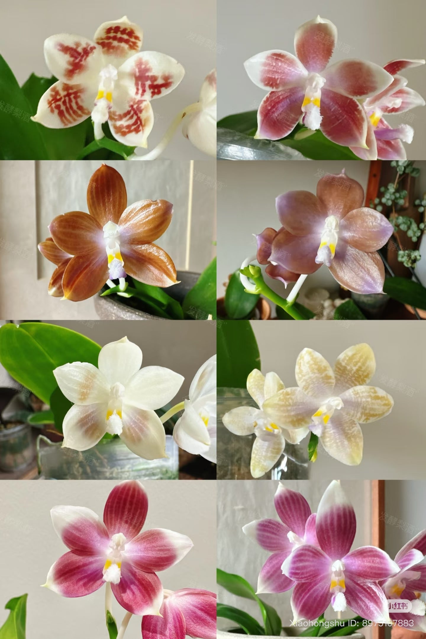 CA705-Phal. Lucien Mugato x Phal. tetraspis
