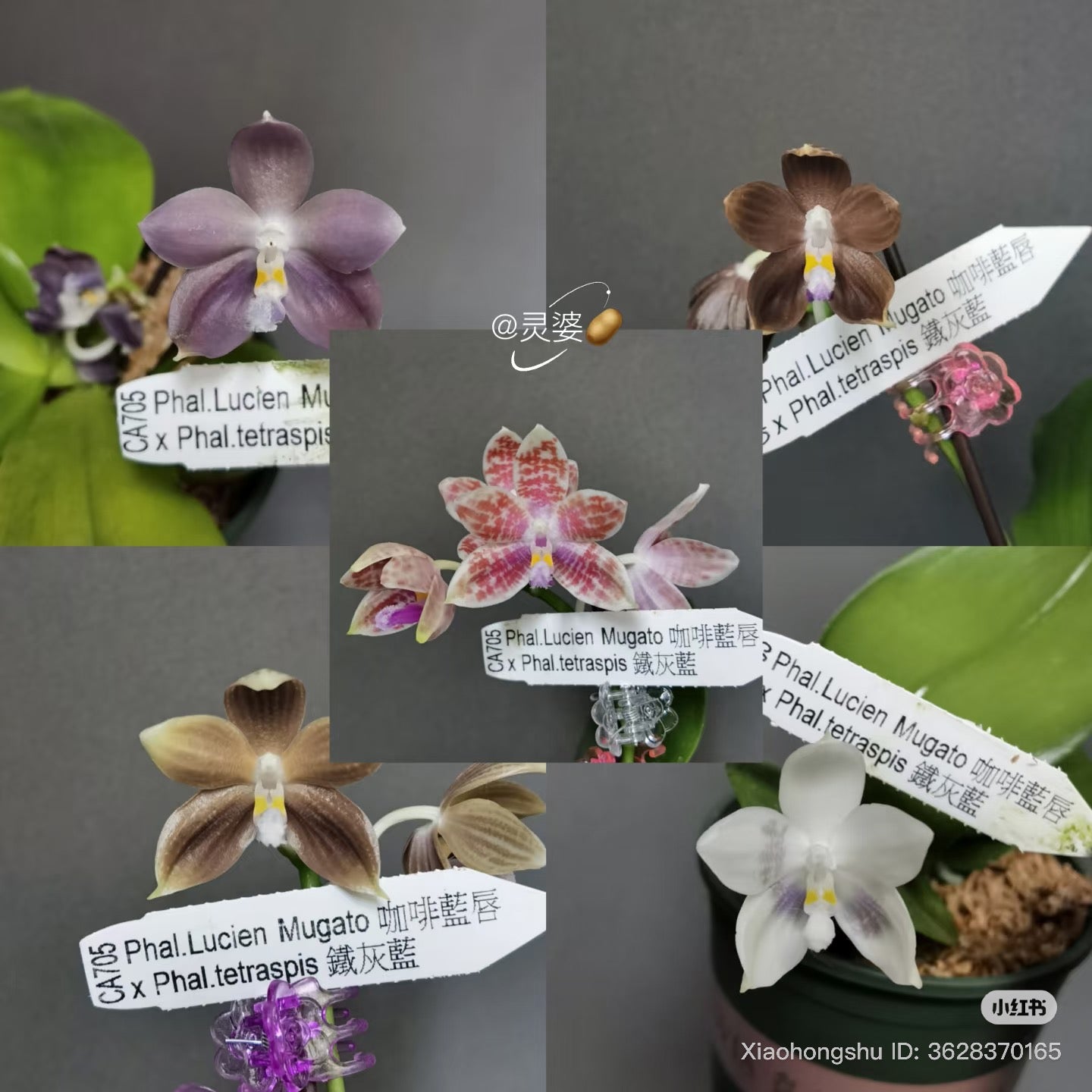 CA705-Phal. Lucien Mugato x Phal. tetraspis