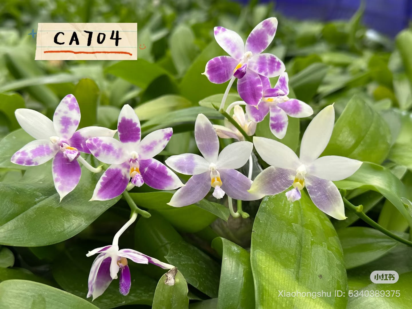 CA704 - Fragrant Phalaenopsis Orchids | Unique Sequential Bloomer