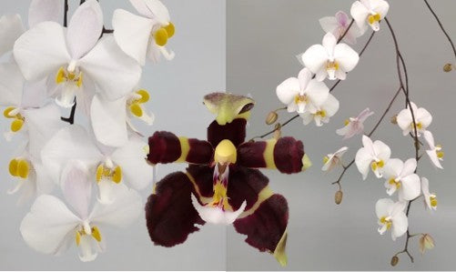 Phal. philippinensis x Phal. mannii var. black