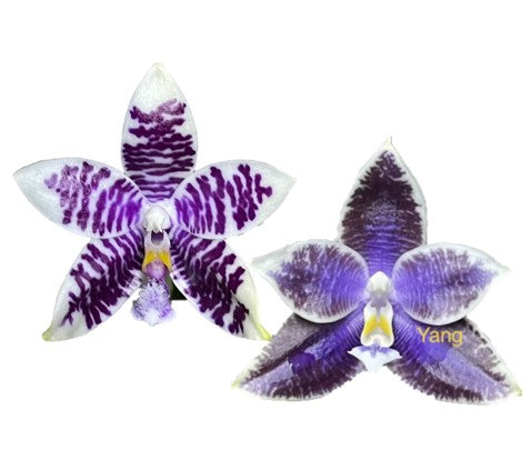 Phal. Mainshow Blue Sparrow x Phal. LL Blue Leopard