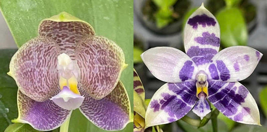 Phal. Yang’s Double Diamond x Phal. LL Blue Magpie
