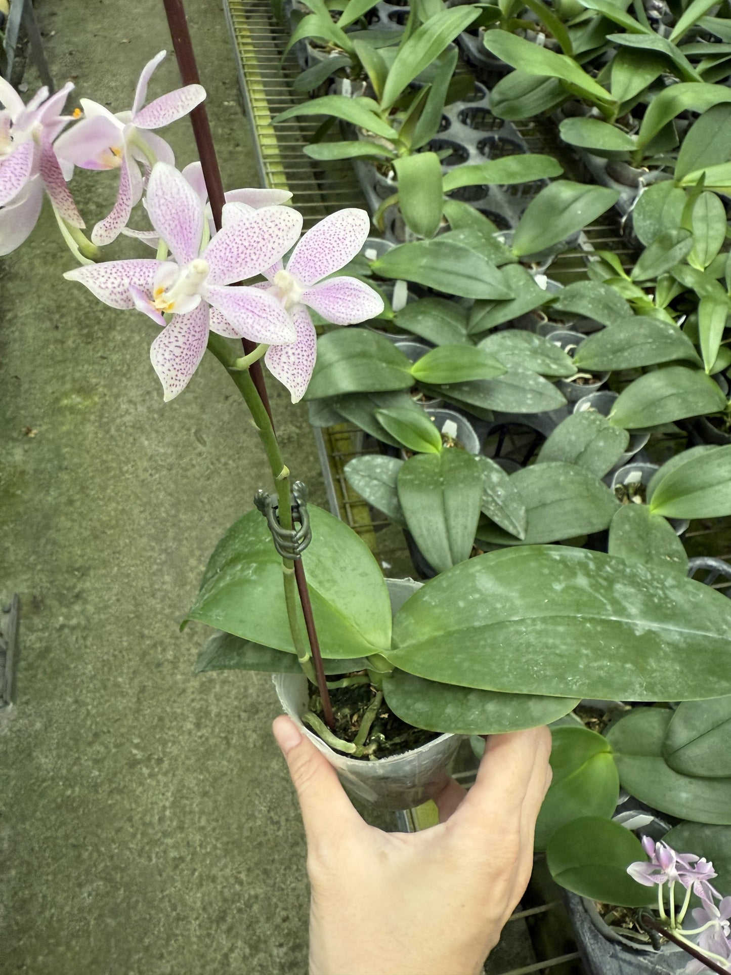 Phal. Bernice Maskin